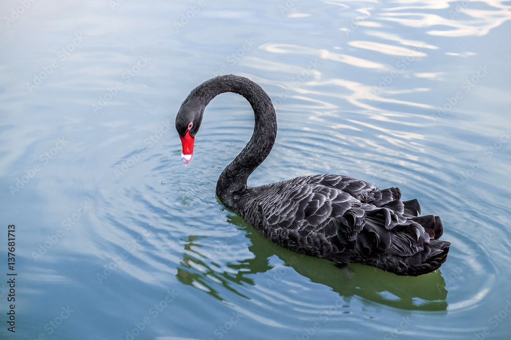 Obraz premium Black Swan (Cygnus atratus) in the lake