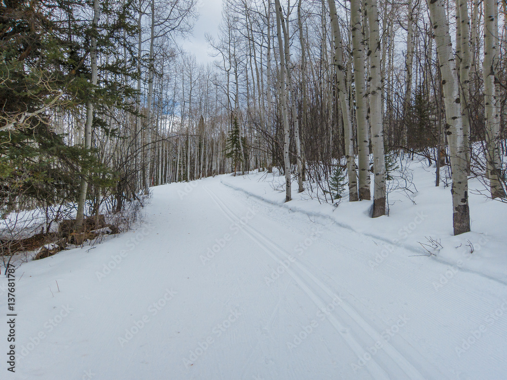 winter nordic ski tracks in aspen forest winter nordic ski tracks in aspen forest