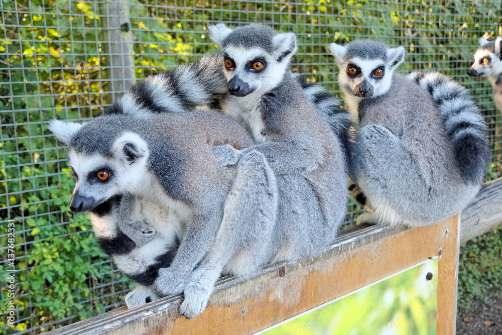 Fototapeta premium Three lemurs together.