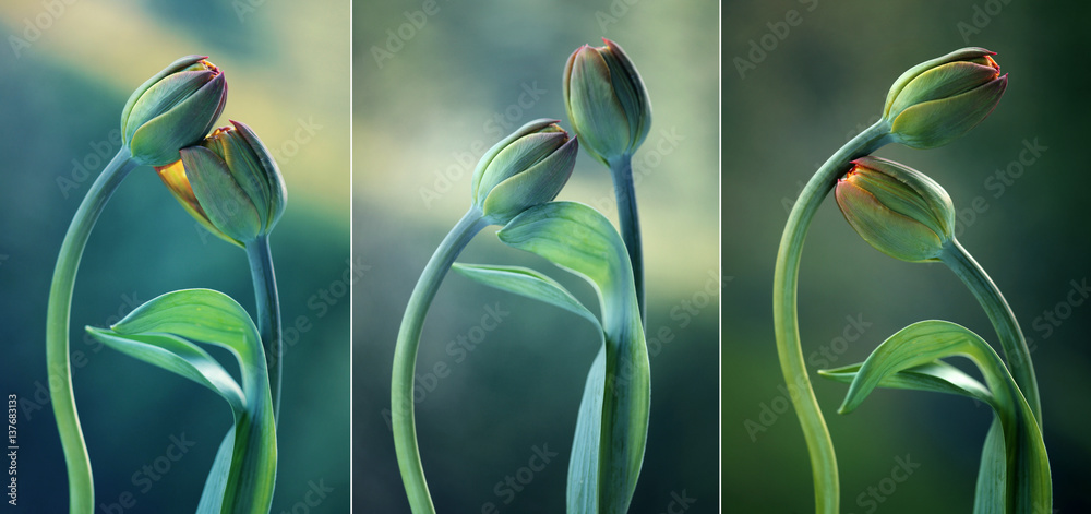 Fototapeta premium Tulipany na zielonym tle - tryptyk
