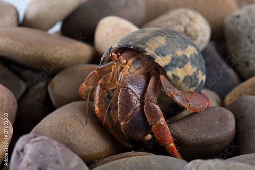 Caribbean Hermit Crab (Coenobita clypeatus)/Caribbean Hermit Crab on wet stones