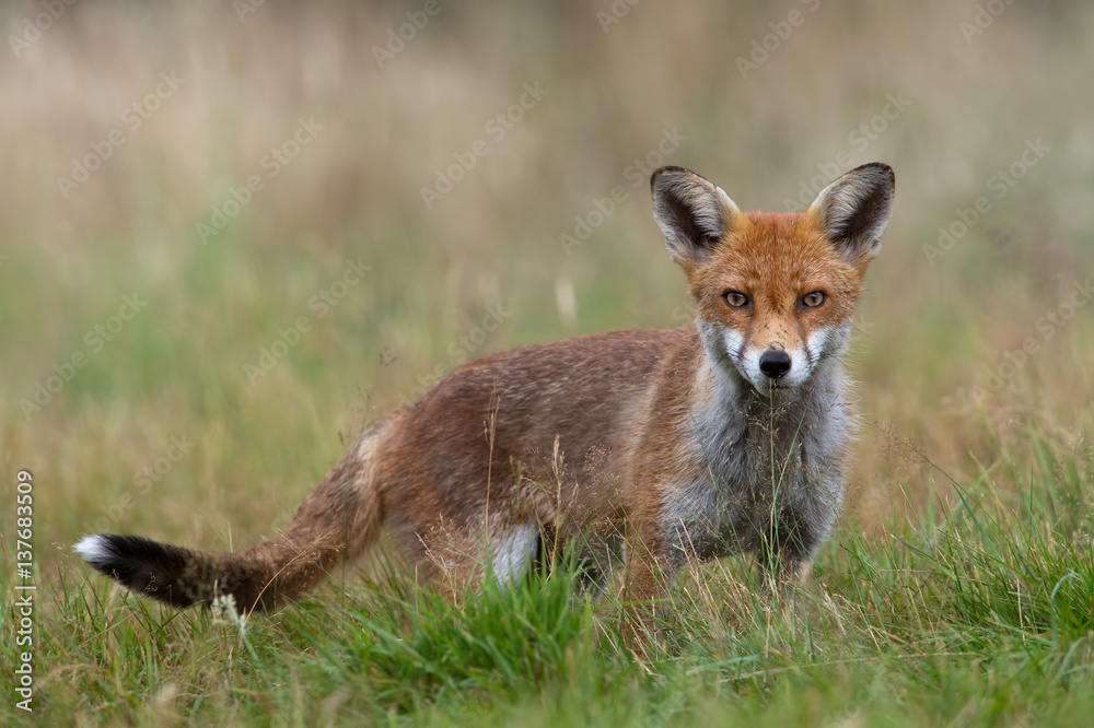 Fototapeta premium Red Fox (Vulpes vulpes)/Red Fox in summer meadow