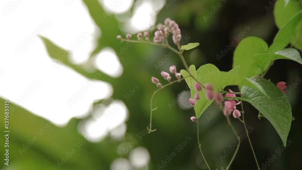 Natural background with сдшьиштп pale pink flowers. Natural background with сдшьиштп pale pink flowers.