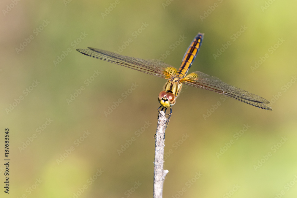 mage of dragonfly perched on a tree branch on nature background. Insect Animals. mage of dragonfly perched on a tree branch on nature background. Insect Animals.