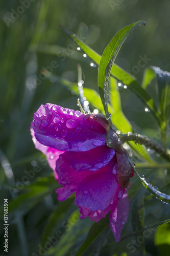 Naklejka peony anomalia