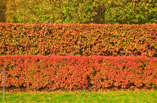 A hedge of tightly trimmed bushes of black-fruited cotoneaster (Cotoneaster melanocarpus) with reddened leaves in the fall