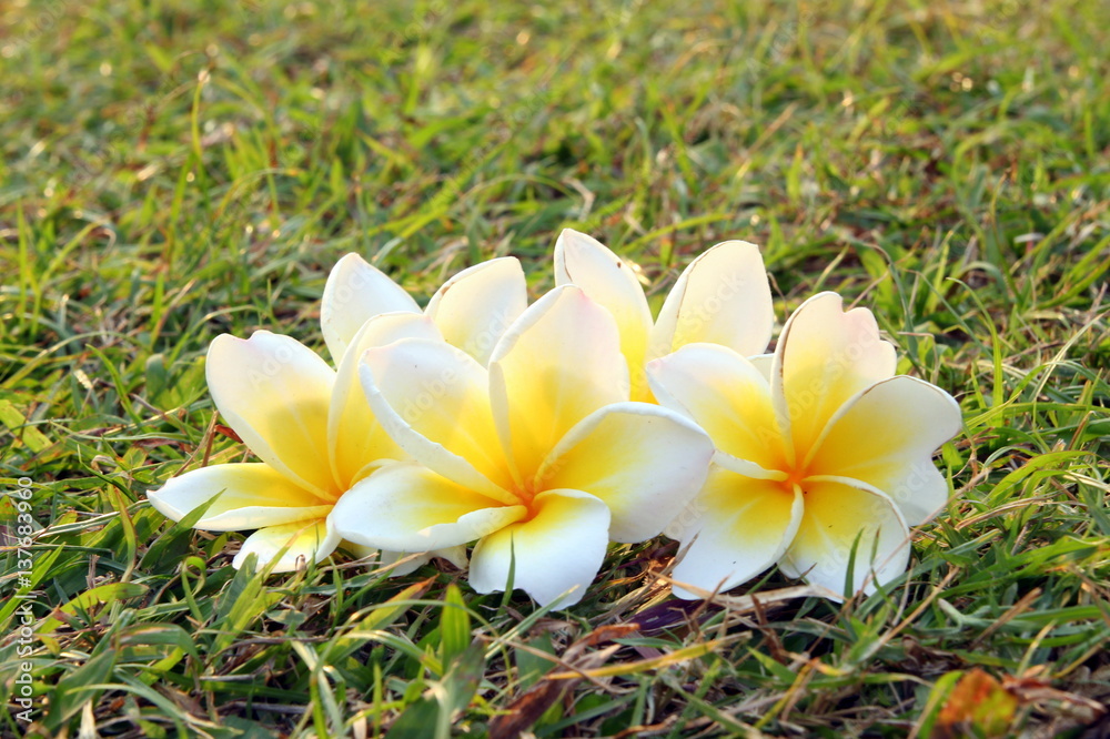 Travel to Bangkok, Thailand. White-yellow flowers of plumeria on the grass. Travel to Bangkok, Thailand. White-yellow flowers of plumeria on the grass.
