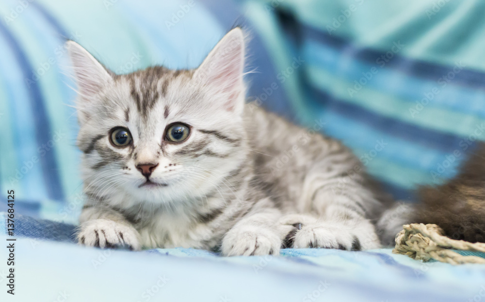 baby cat of siberian breed, silver version