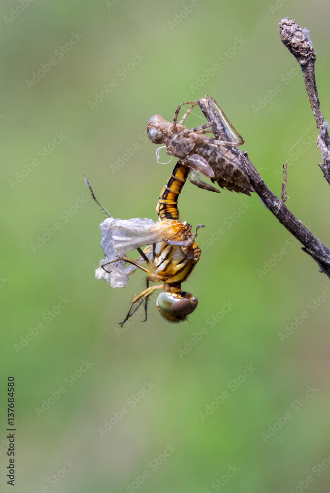 Image of Dragonfly larva dried on nature background. Wild Animals ...