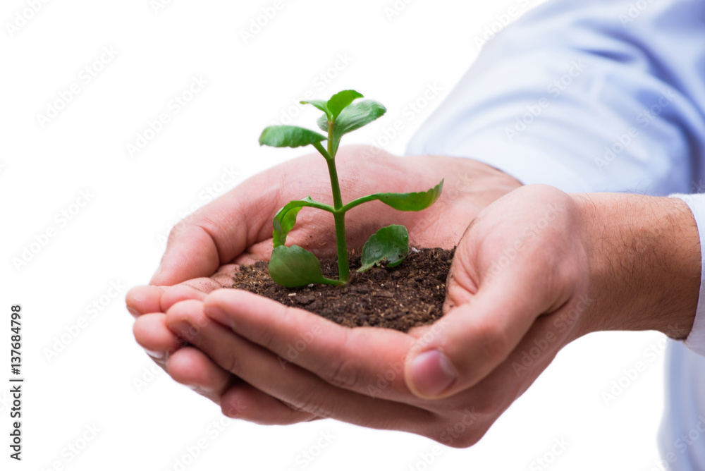 Hand holding seedling in new life concept on white Hand holding seedling in new life concept on white