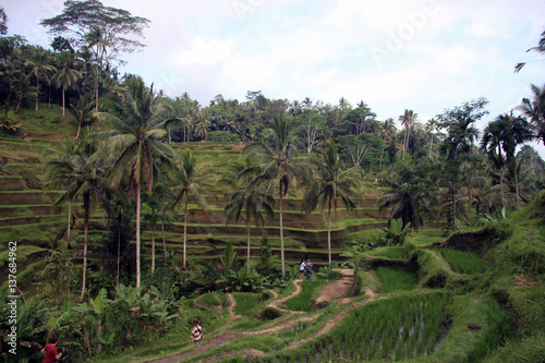 Terrace rice fields in Ubud  Bali  Indonesia