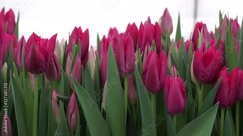 pink tulips in the greenhouse