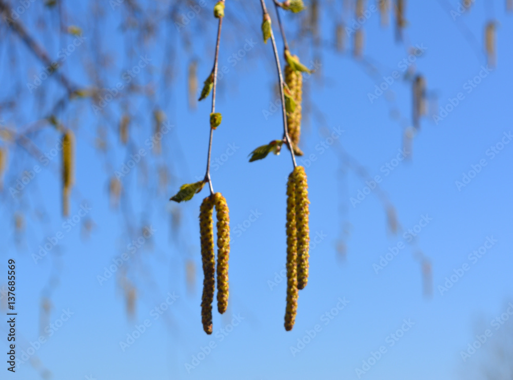 beautiful spring landscape: birch buds on blue sky background, drug beautiful spring landscape: birch buds on blue sky background, drug