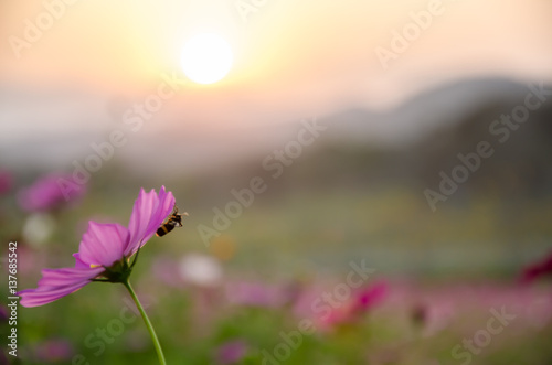 Wildflower Cosmos flora filed with bee siting while sunset at Singha Park Chiang Rai Thailand.