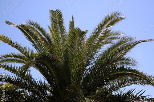 The top of palm trees with a blue sky