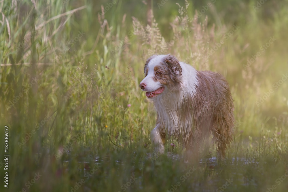 Australian Shepherd Hund in nasser Wiese