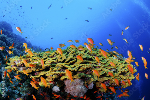 Tropical Coral Reef in the Sea 