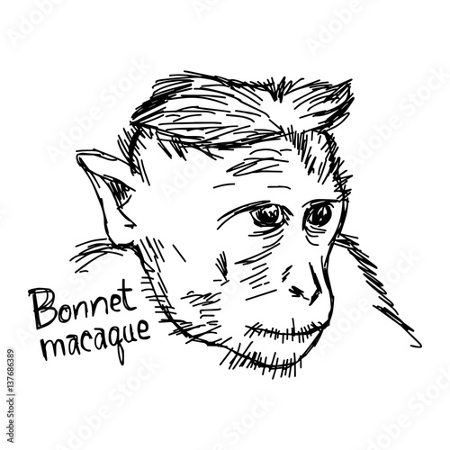 Bonnet macaque closeup - vector illustration sketch hand drawn with black lines, isolated on white background