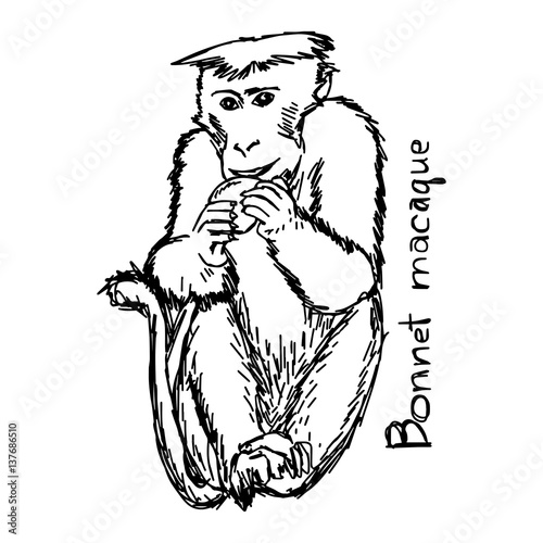 Bonnet macaque - vector illustration sketch hand drawn with black lines, isolated on white background