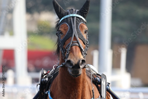 Foto cheval de courses