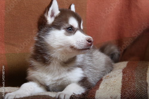 Husky puppy