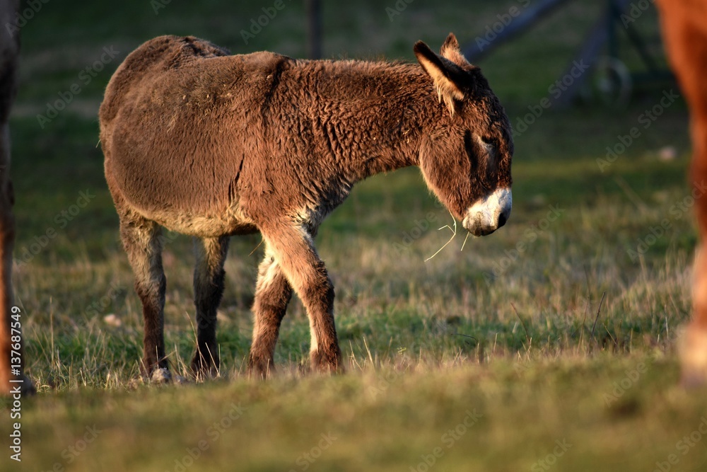 Fototapeta premium Donkey in nature