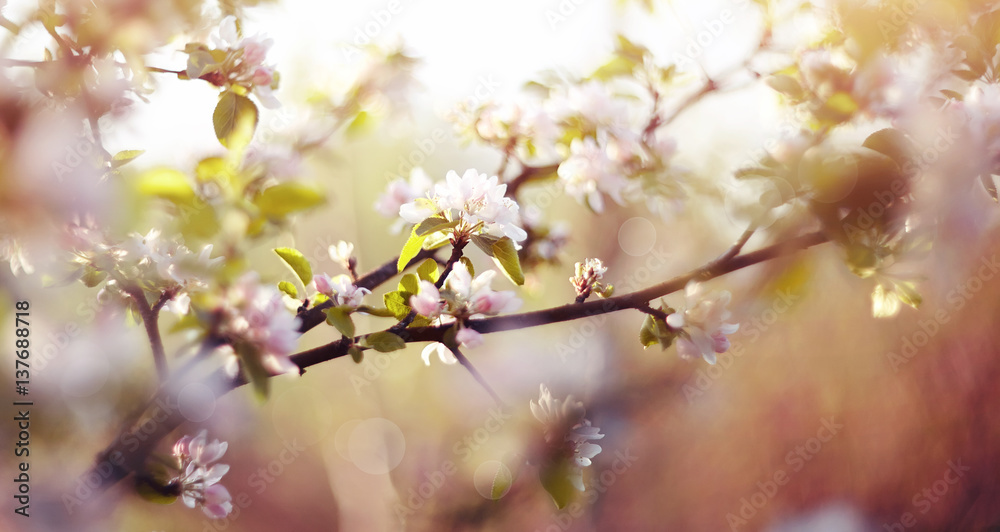 Apple-tree flowers in the spring Apple-tree flowers in the spring