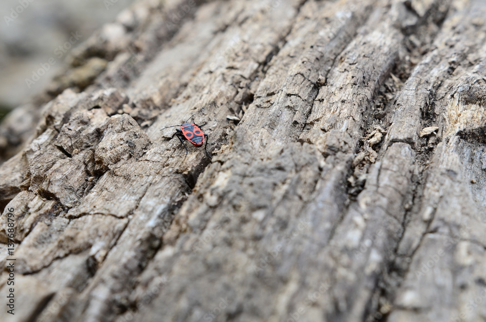 Obraz premium background