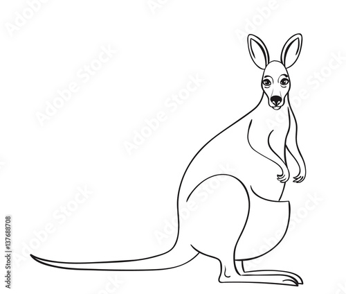 portrait of a kangaroo