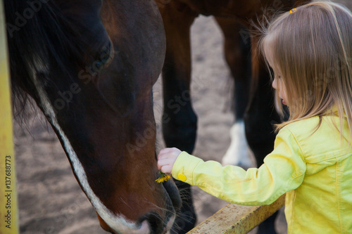 Little girl picked dandelions to feed horse.