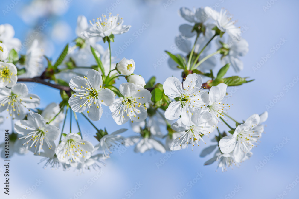 Cherry blossom branch. Blooming cherry tree flowers on branch. Natural background in sky blue colors.