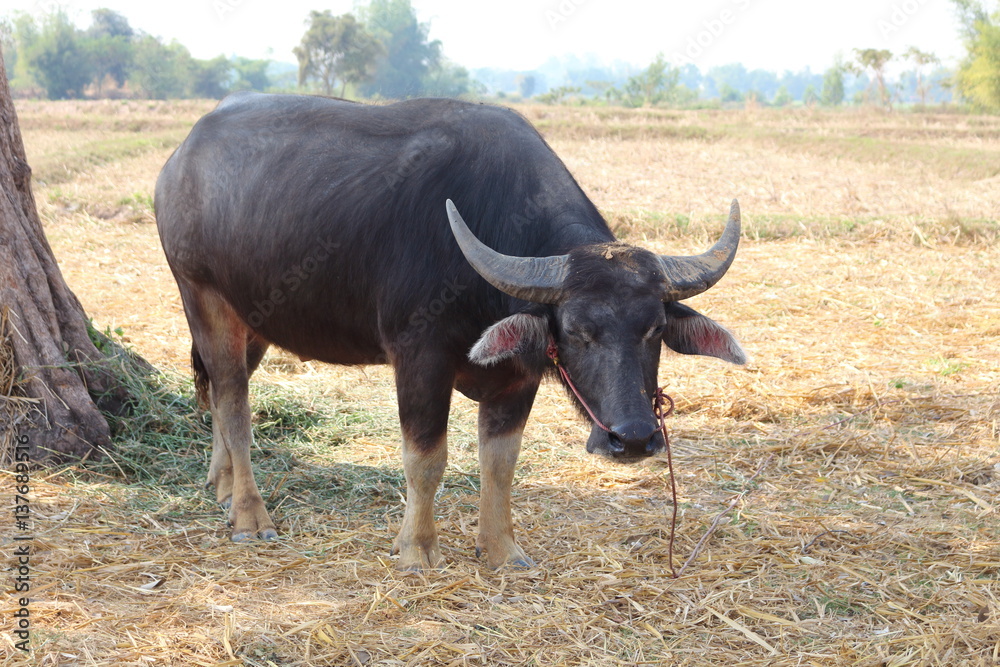 Black buffalo was let in natural daylight. Black buffalo was let in natural daylight.