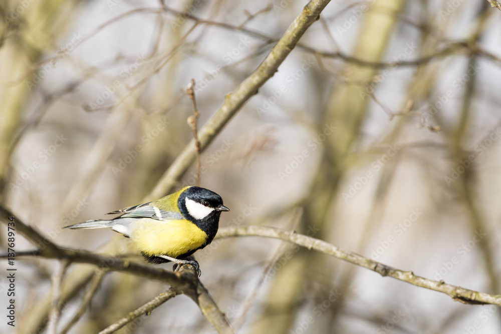 Fototapeta premium Kohlmeise sitzt auf einem Ast