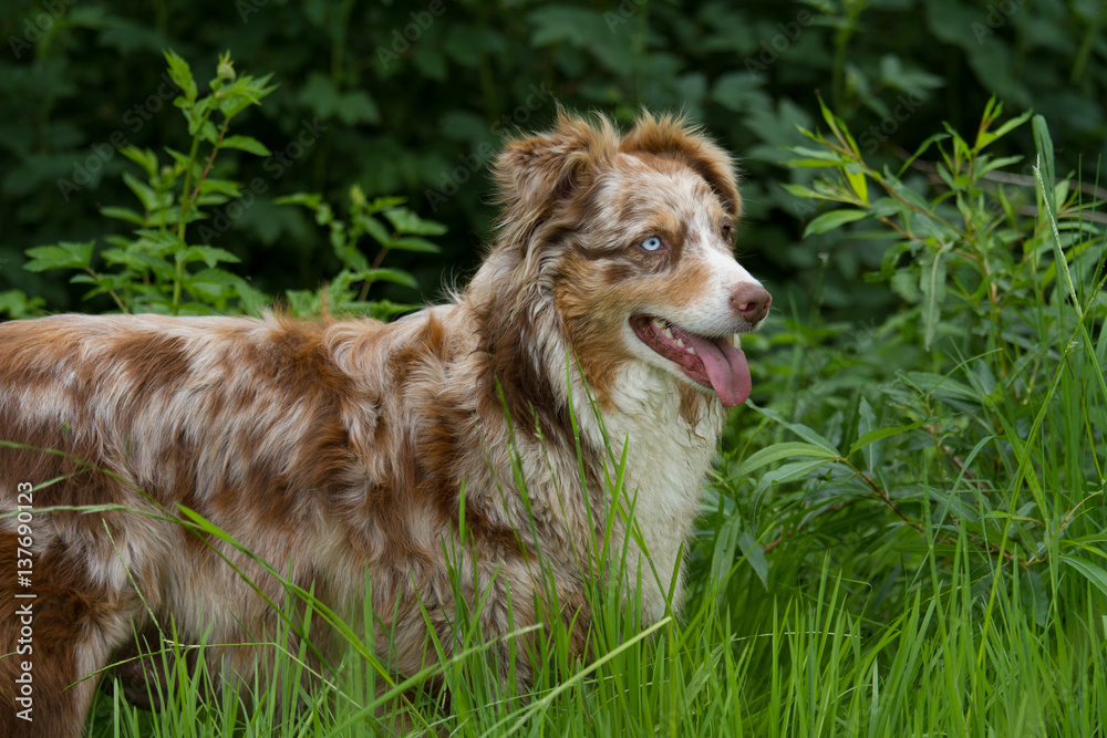 Australian Shepherd Hund im hohen Gras