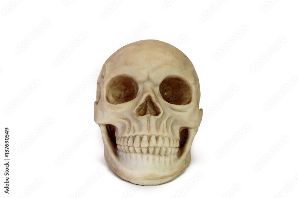 Fototapeta premium Human Skull Replica - Alternate Front View