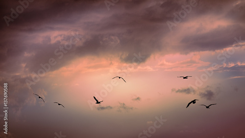 birds at sunset © Francesco