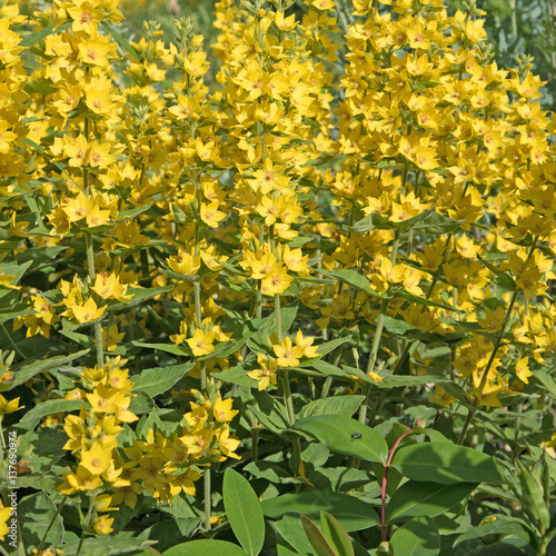 Goldfelberich, Lysimachia punctata photo