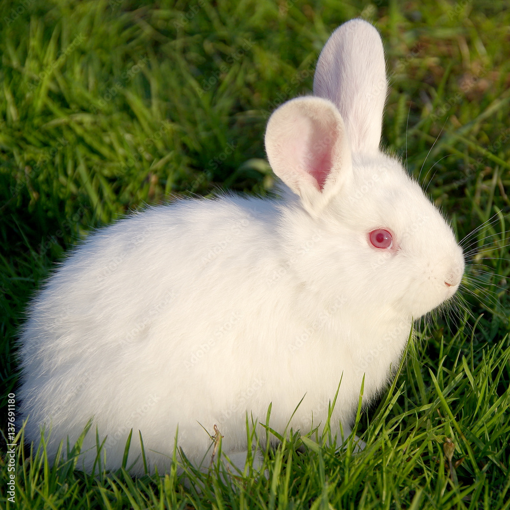 White rabbit on the grass