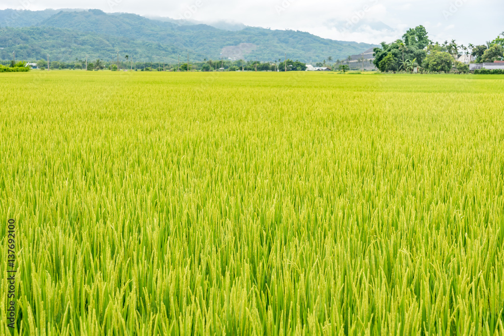 Paddy field in Taiwan