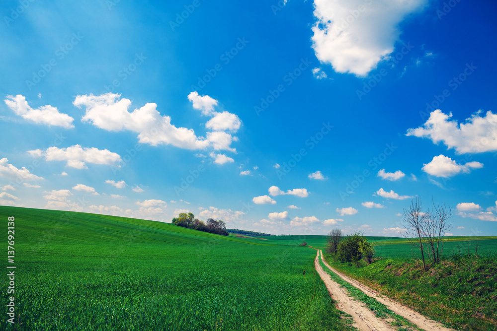 Fototapeta premium Green Field and Beautiful Sunset