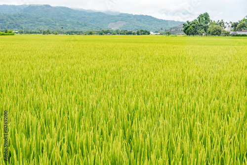 Paddy field in Taiwan