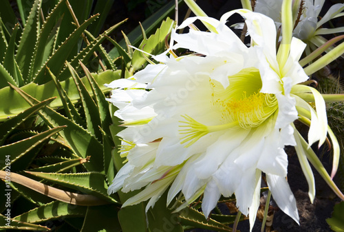 Selenicereus grandiflorus cactus in tropical garden.Queen of the night cactus flowers.Blooming cactus with white flowers. photo