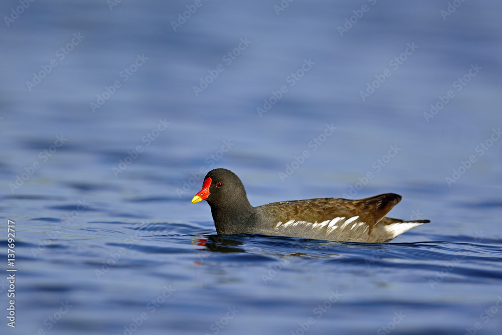 Common Moorhen (Gallinula chloropus), Greece Common Moorhen (Gallinula chloropus), Greece