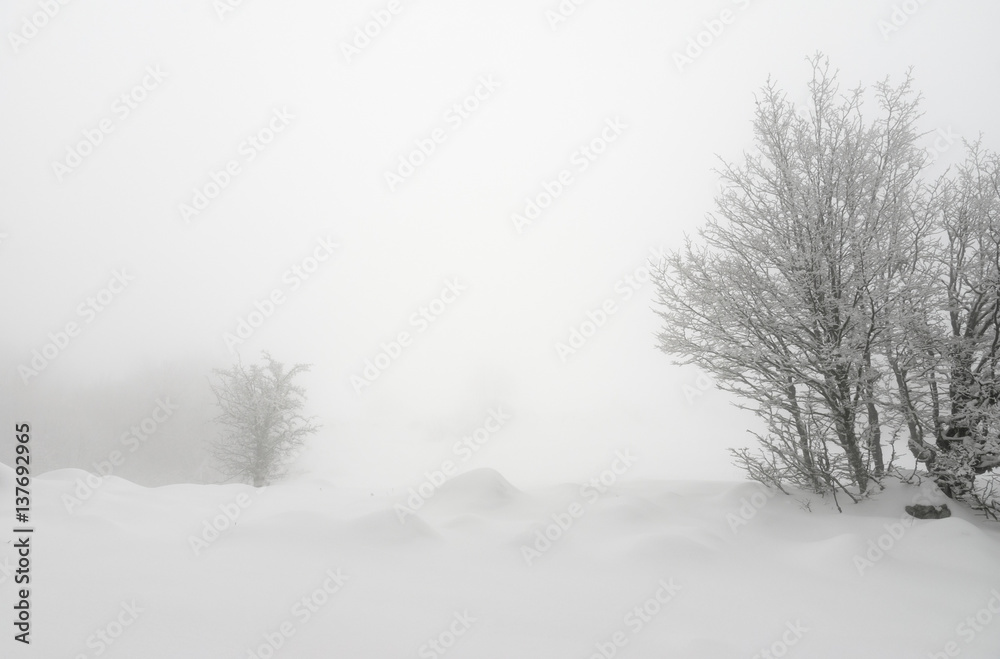 Fototapeta premium Laconic winter landscape, snow drifts and branches