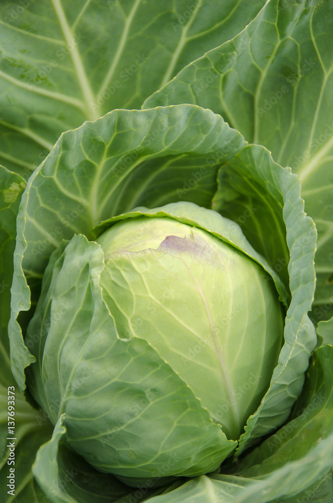 Cabbage varieties, Cabbage varieties,