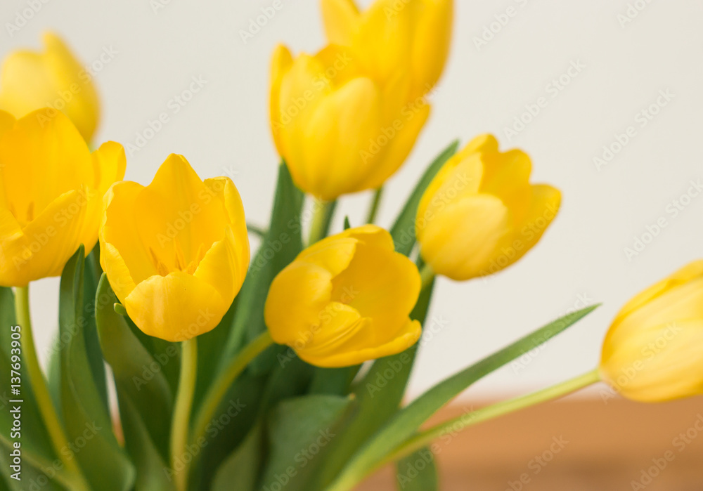 Bunch of yellow tulips on a white background. Bunch of yellow tulips on a white background.