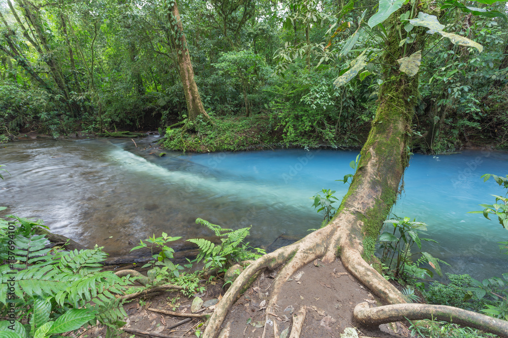 Fototapeta premium Błękitna woda rzeki w dżungli / krajobraz