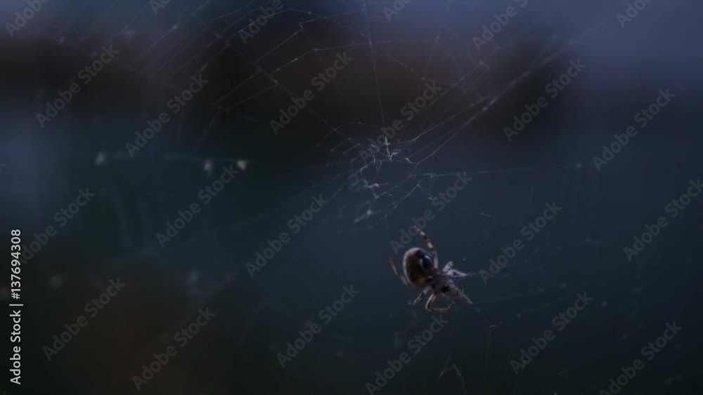 Close up spider climbing spider web at night