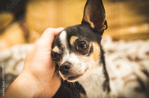 Chihuahua looking at person while getting petted