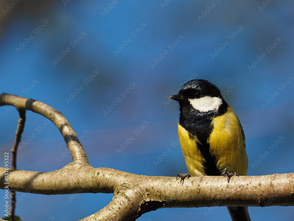Obraz premium Titmouse on a branch - (Parus major)